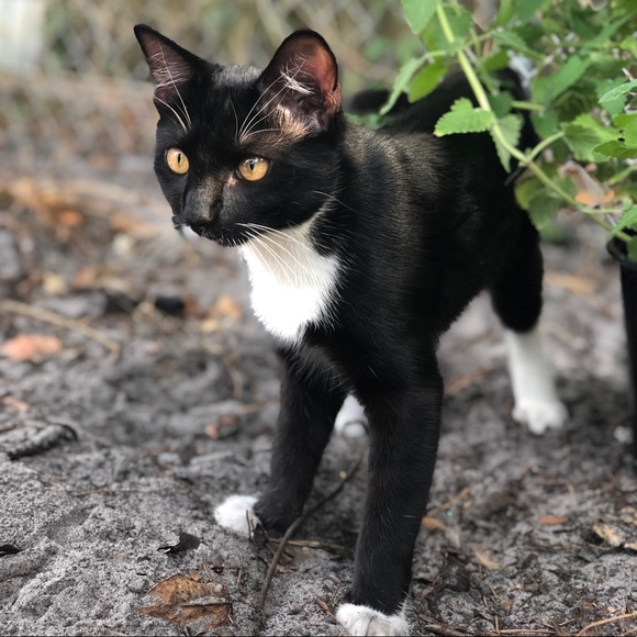 Meet your Posher, William - Picture 1 of 1